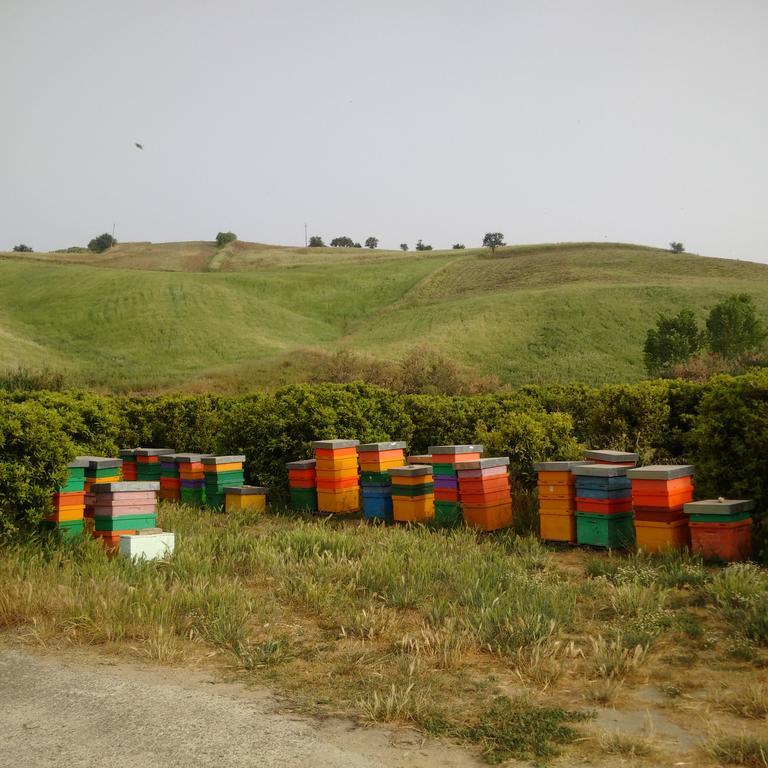 Agriturismo Trappeto Vecchio San Demetrio Corone Bagian luar foto